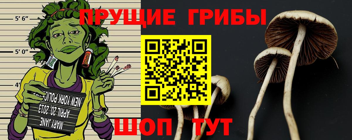 Псилоцибиновые грибы Cubensis Можга